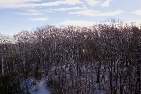 Зимний лес (13). Фото Свободно для коммерческого использования, Атрибуция не требуется. Бесплатное стоковое фото для свободного скачивания
