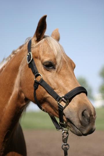 Портрет лошади (2). Фото Свободно для коммерческого использования, Атрибуция не требуется. Бесплатное стоковое фото для свободного скачивания