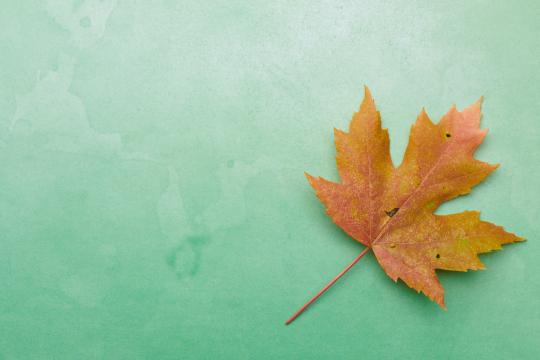 Осенний  лист. Фото Free for commercial use, No attribution required. Бесплатное стоковое фото для свободного скачивания