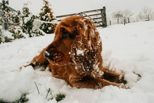 Собака в снегу. Фото Free for commercial use, No attribution required. Бесплатное стоковое фото для свободного скачивания
