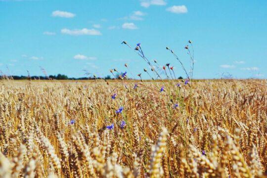 Пшеничное поле. Голубое небо. Фото Free for commercial use, No attribution required. Бесплатное стоковое фото для свободного скачивания