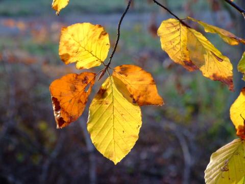 Осенние листья. Фото Свободно для коммерческого использования, Атрибуция не требуется. Бесплатное стоковое фото для свободного скачивания