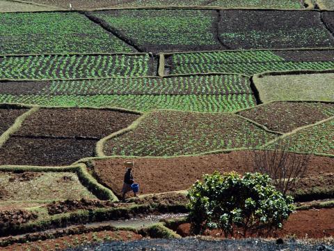 Малагасийские посевные поля. Фото Свободно для коммерческого использования, Атрибуция не требуется. Бесплатное стоковое фото для свободного скачивания