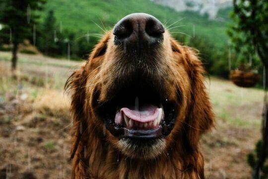 Счастливая улыбка собаки. Фото Free for commercial use, No attribution required. Бесплатное стоковое фото для свободного скачивания