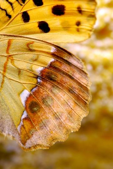 Крылья бабочки. Фото Свободно для коммерческого использования, Атрибуция не требуется. Бесплатное стоковое фото для свободного скачивания