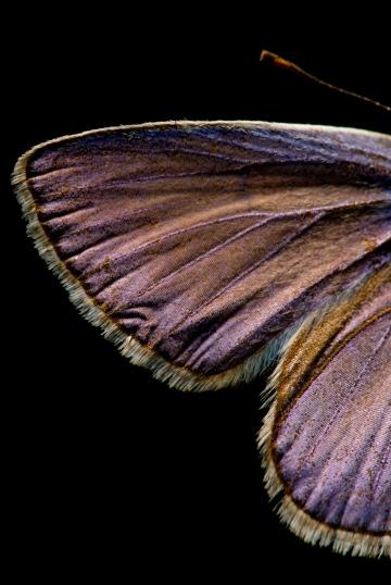 Крылья бабочки (2). Фото Свободно для коммерческого использования, Атрибуция не требуется. Бесплатное стоковое фото для свободного скачивания