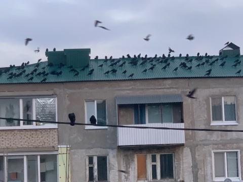 грачи. Фото Свободно для коммерческого использования, Атрибуция не требуется. Бесплатное стоковое фото для свободного скачивания