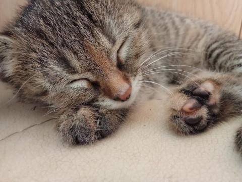 котёнок спит. Фото Свободно для коммерческого использования, Атрибуция не требуется. Бесплатное стоковое фото для свободного скачивания
