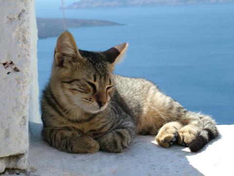 Санторинский кот. Фото Свободно для коммерческого использования, Атрибуция не требуется. Бесплатное стоковое фото для свободного скачивания