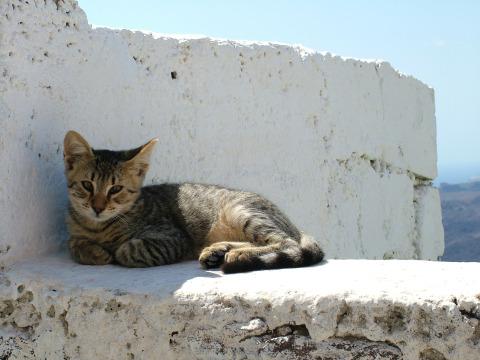 Санторинский кот (2). Фото Свободно для коммерческого использования, Атрибуция не требуется. Бесплатное стоковое фото для свободного скачивания