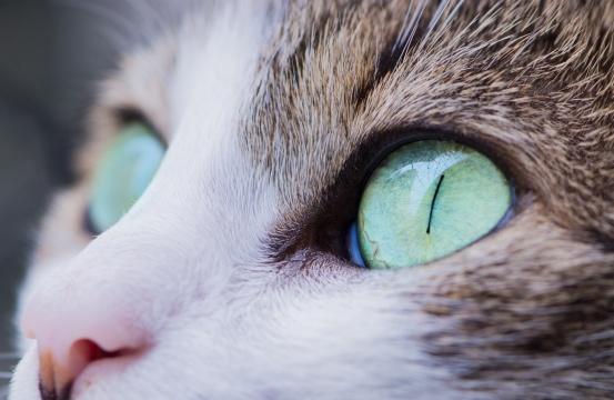 Кошачьи глаза (2). Фото Свободно для коммерческого использования, Атрибуция не требуется. Бесплатное стоковое фото для свободного скачивания