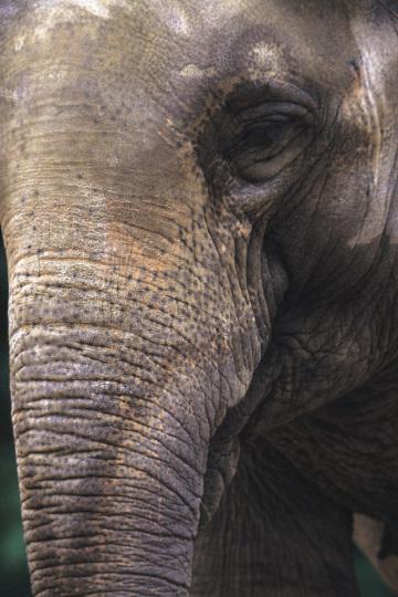 Слон (5). Фото Свободно для коммерческого использования, Атрибуция не требуется. Бесплатное стоковое фото для свободного скачивания