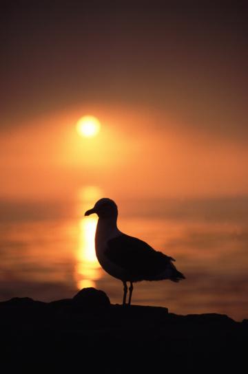 Силуэт чайки на пляже на закате. Фото Свободно для коммерческого использования, Атрибуция не требуется. Бесплатное стоковое фото для свободного скачивания