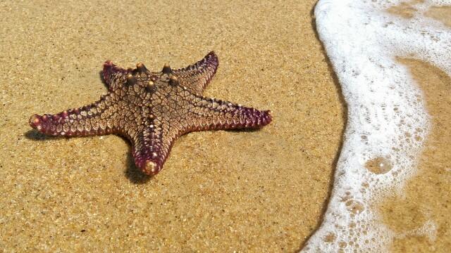 Морская звезда (2). Фото Свободно для коммерческого использования, Атрибуция не требуется. Бесплатное стоковое фото для свободного скачивания