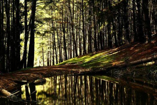 Лесной ручей. Дерево. Фото Free for commercial use, No attribution required. Бесплатное стоковое фото для свободного скачивания