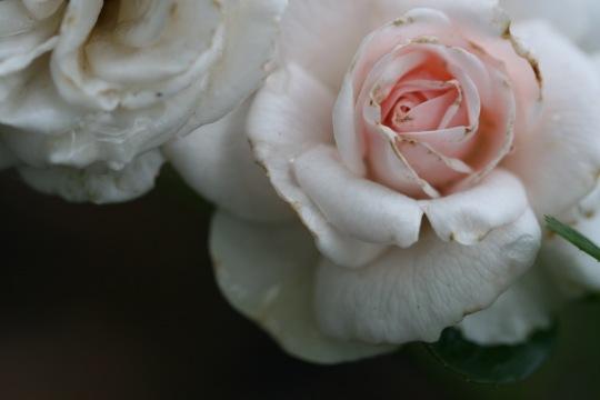 Розовые розы. Фото Free for commercial use, No attribution required. Бесплатное стоковое фото для свободного скачивания