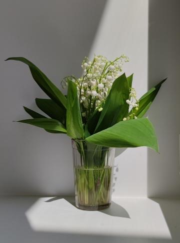 lily of the valley, ландыш. Фото Свободно для коммерческого использования, Атрибуция не требуется. Бесплатное стоковое фото для свободного скачивания