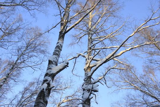 Зимние деревья на солнце. Фото Free for commercial use, No attribution required. Бесплатное стоковое фото для свободного скачивания
