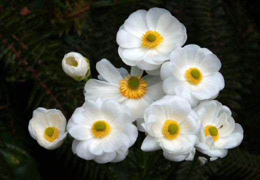 Белый цветок (8). Фото Свободно для коммерческого использования, Атрибуция не требуется. Бесплатное стоковое фото для свободного скачивания