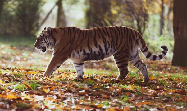 Амурский тигр. Фото Свободно для коммерческого использования, Атрибуция не требуется. Бесплатное стоковое фото для свободного скачивания