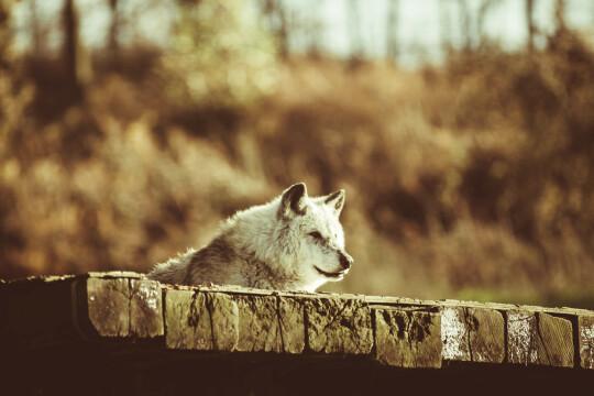Канадский лесной волк. Фото Свободно для коммерческого использования, Атрибуция не требуется. Бесплатное стоковое фото для свободного скачивания