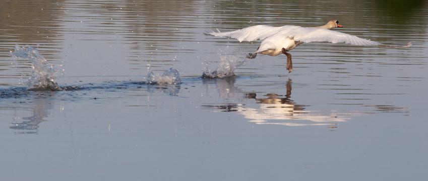 Лебедь, бегущий по озеру. Фото Свободно для коммерческого использования, Атрибуция не требуется. Бесплатное стоковое фото для свободного скачивания
