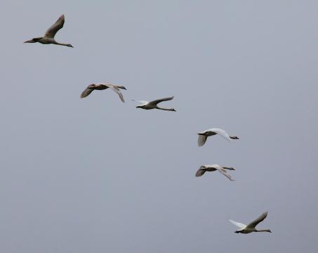 6 лебедей в полете. Фото Free for commercial use, No attribution required. Бесплатное стоковое фото для свободного скачивания