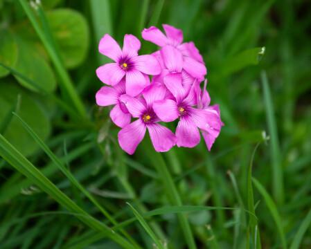 Розовые цветы в траве. Фото Free for commercial use, No attribution required. Бесплатное стоковое фото для свободного скачивания