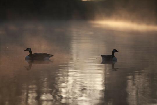 Канадские гуси на туманном озере на рассвете. Фото Свободно для коммерческого использования, Атрибуция не требуется. Бесплатное стоковое фото для свободного скачивания