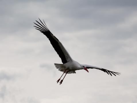 Летящий белый аист. Фото Свободно для коммерческого использования, Атрибуция не требуется. Бесплатное стоковое фото для свободного скачивания