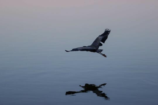 Голубая цапля, летящая над водой. Фото Free for commercial use, No attribution required. Бесплатное стоковое фото для свободного скачивания
