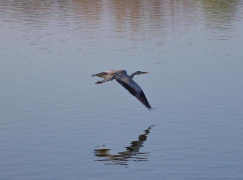 Голубая цапля, летящая над озером. Фото Free for commercial use, No attribution required. Бесплатное стоковое фото для свободного скачивания