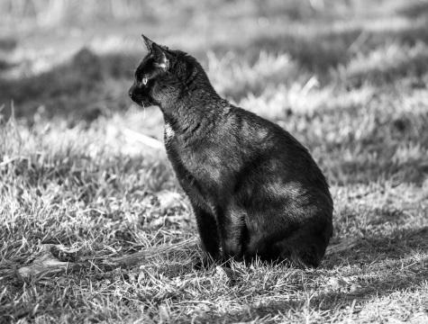 Монохромный сидящий черный кот. Фото Free for commercial use, No attribution required. Бесплатное стоковое фото для свободного скачивания