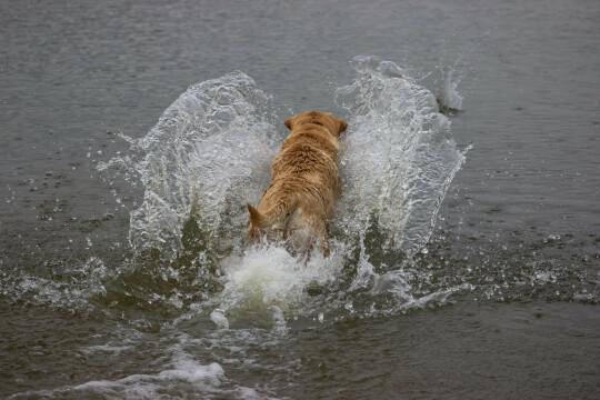 Собака гоняется за палкой в воде. Фото Свободно для коммерческого использования, Атрибуция не требуется. Бесплатное стоковое фото для свободного скачивания