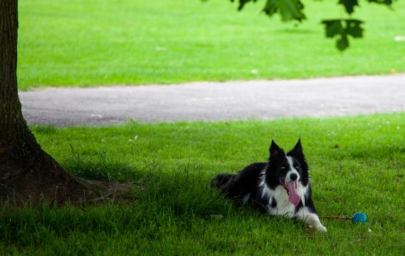 Собака отдыхает под деревом в тени. Фото Free for commercial use, No attribution required. Бесплатное стоковое фото для свободного скачивания
