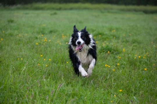 Собака, бегущая по траве. Фото Свободно для коммерческого использования, Атрибуция не требуется. Бесплатное стоковое фото для свободного скачивания