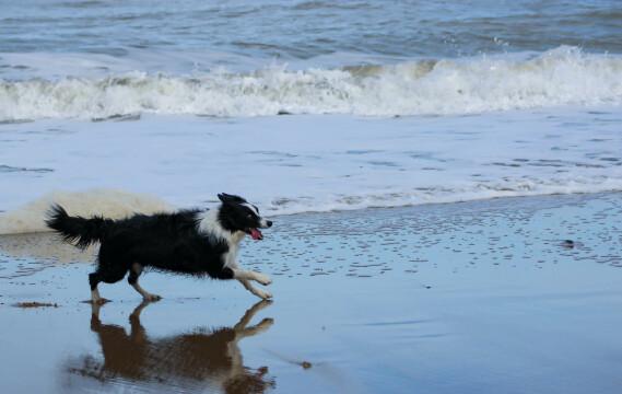 Собака, бегущая по берегу. Фото Свободно для коммерческого использования, Атрибуция не требуется. Бесплатное стоковое фото для свободного скачивания