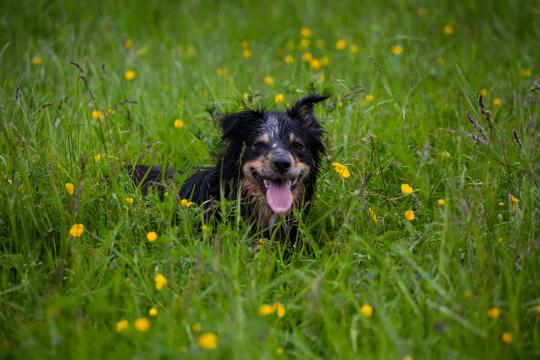 Собака в траве. Фото Свободно для коммерческого использования, Атрибуция не требуется. Бесплатное стоковое фото для свободного скачивания