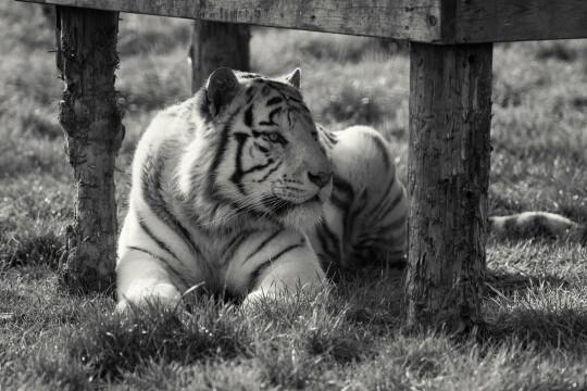 Сибирский белый тигр. Фото Свободно для коммерческого использования, Атрибуция не требуется. Бесплатное стоковое фото для свободного скачивания