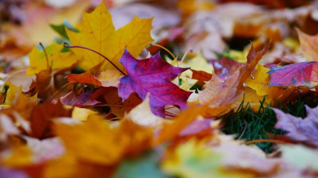 Осенние листья. Фото Free for commercial use, No attribution required. Бесплатное стоковое фото для свободного скачивания
