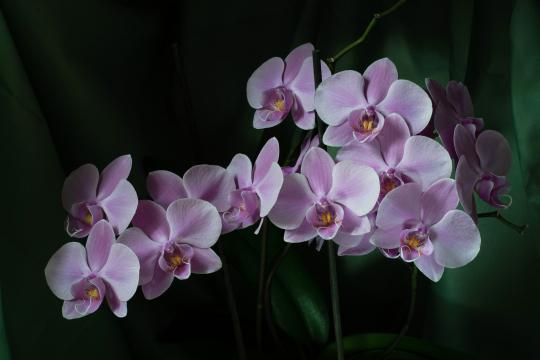 Цветущая орхидея. Фото Free for commercial use, No attribution required. Бесплатное стоковое фото для свободного скачивания