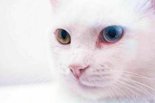 Глаза белой кошки. Фото Free for commercial use, No attribution required. Бесплатное стоковое фото для свободного скачивания