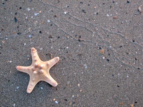 Морская звезда. Фото Свободно для коммерческого использования, Атрибуция не требуется. Бесплатное стоковое фото для свободного скачивания