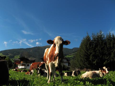 Коровы на пастбище (2). Фото Свободно для коммерческого использования, Атрибуция не требуется. Бесплатное стоковое фото для свободного скачивания