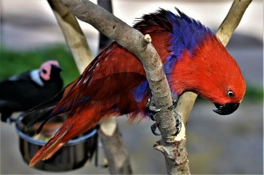 Красный попугай на дереве. Фото Свободно для коммерческого использования, Атрибуция не требуется. Бесплатное стоковое фото для свободного скачивания