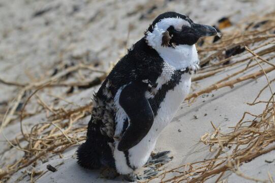 Одинокий африканский пингвин. Фото Free for commercial use, No attribution required. Бесплатное стоковое фото для свободного скачивания