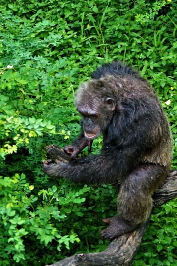Шимпанзе в кустах. Фото Свободно для коммерческого использования, Атрибуция не требуется. Бесплатное стоковое фото для свободного скачивания