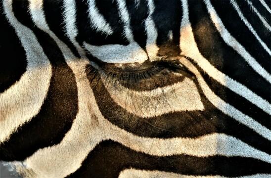 Глаз зебры. Фото Свободно для коммерческого использования, Атрибуция не требуется. Бесплатное стоковое фото для свободного скачивания