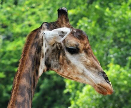 Голова жирафа. Фото Free for commercial use, No attribution required. Бесплатное стоковое фото для свободного скачивания