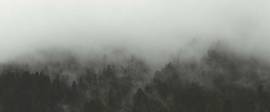 Туман. Деревья. Природа. Фото Free for commercial use, No attribution required. Бесплатное стоковое фото для свободного скачивания